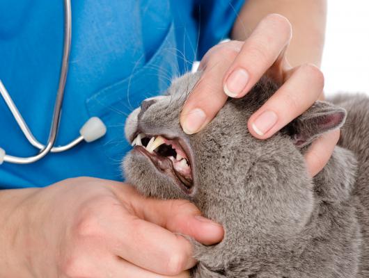 Jak kočce čistit zuby